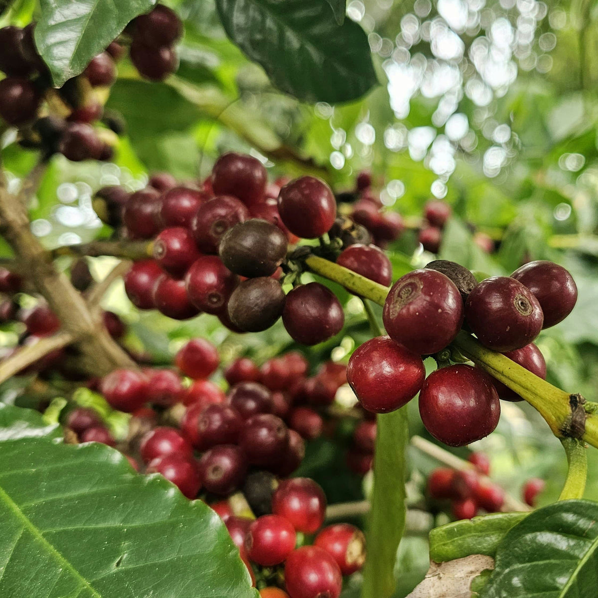 Honduras Finca Liquidámbar