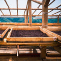 Colombia Tolima Finca La Leona