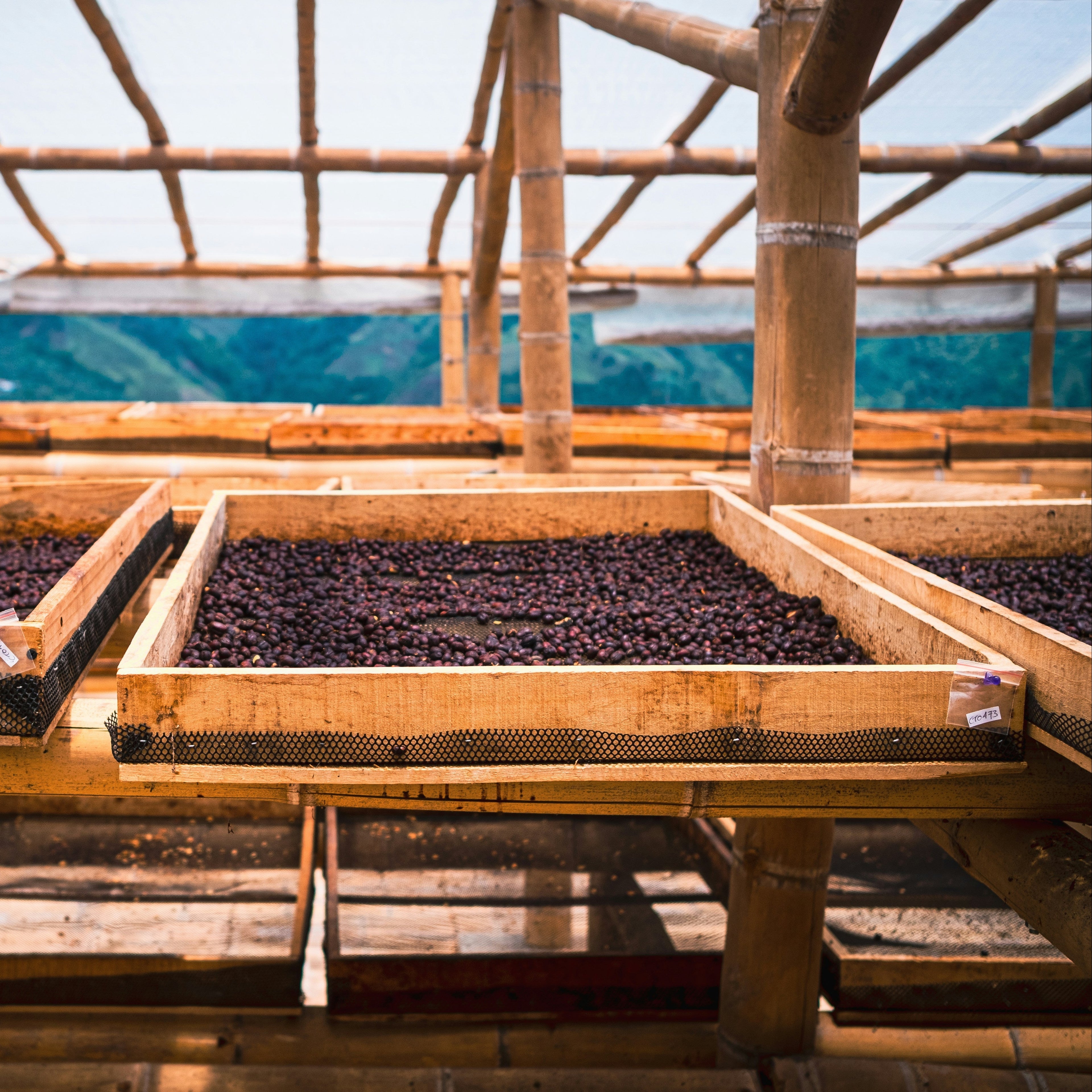 Colombia Tolima Finca La Leona