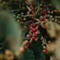 Rwanda Murundo