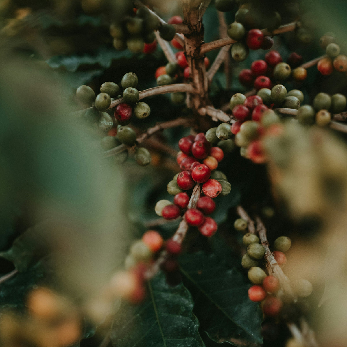 Rwanda Murundo