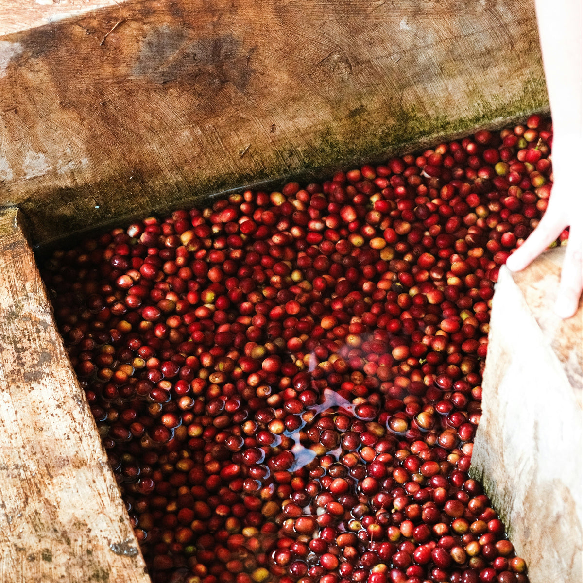 Ethiopia Yirgacheffe Banko Gotiti Supernatural