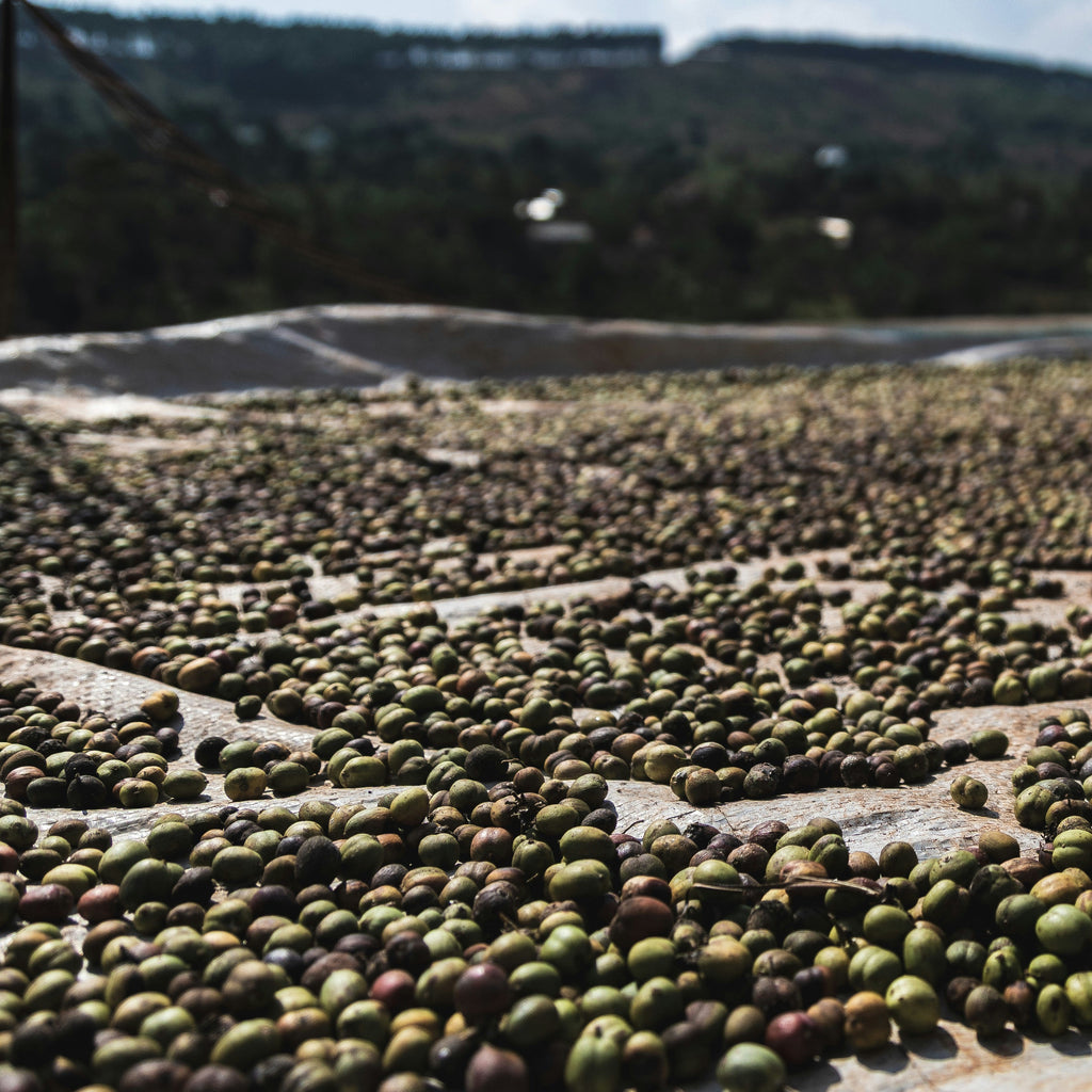 Ethiopia Yirgacheffe Banko Gotiti