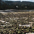 Ethiopia Yirgacheffe Banko Gotiti