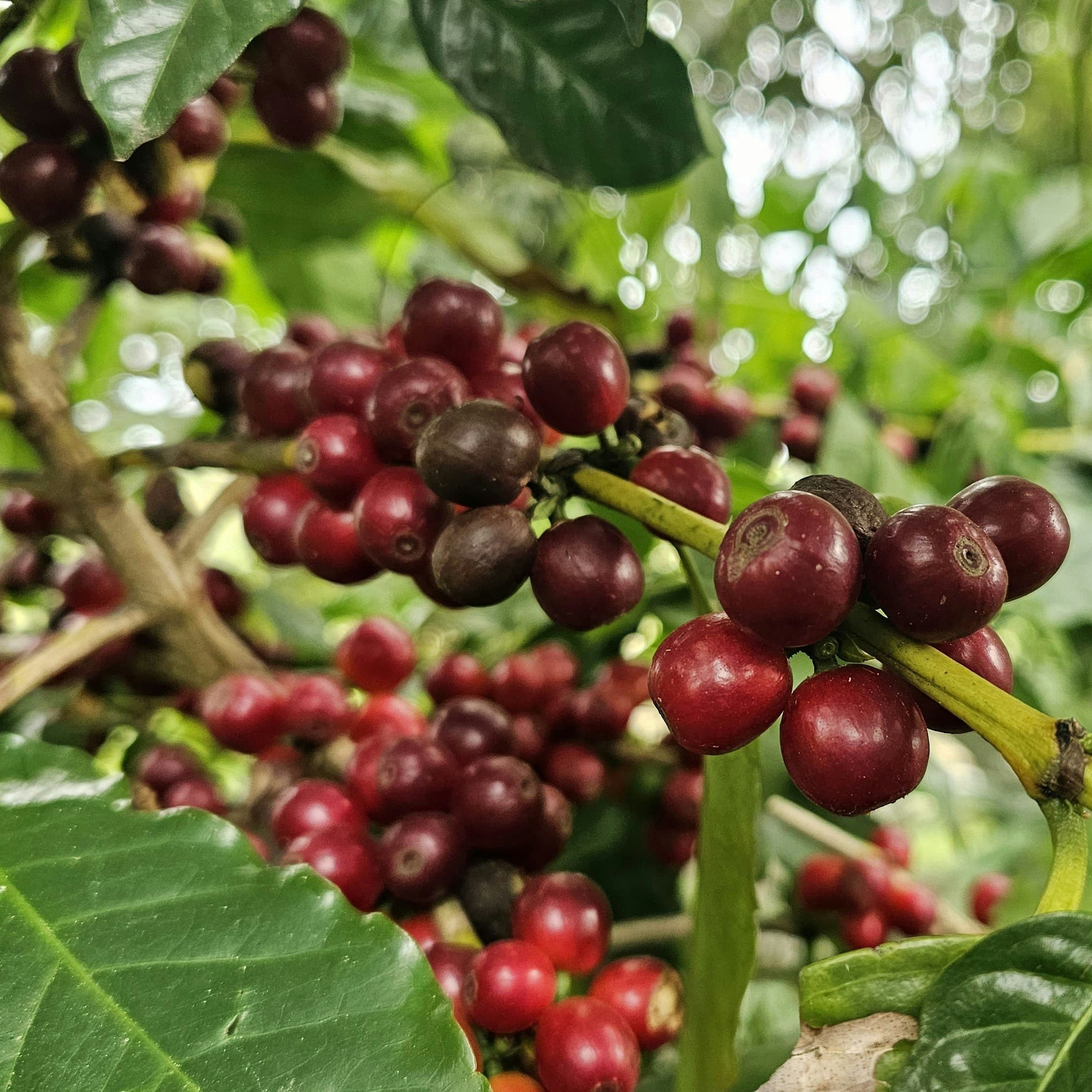 Honduras Finca La Esmeralda