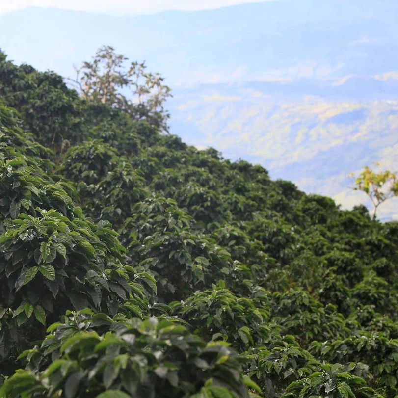 Colombia Huila Decaf